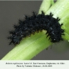 boloria euphrosyne daghestan larva l3
